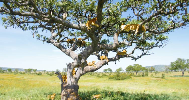 1 journée d'excursion dans le parc national du lac Manyara - Safari Serengeti Booking 6