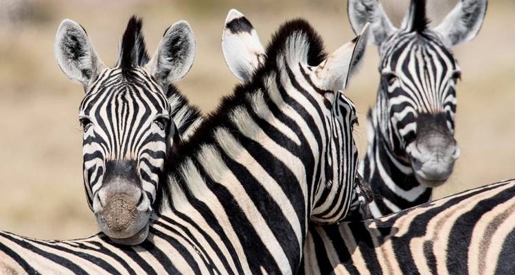 3 Days Etosha National Park | Private Guided Camping - Motema Tours and Safaris 10