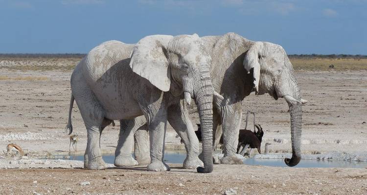 3 Days Etosha National Park | Private Guided Camping - Motema Tours and Safaris 7