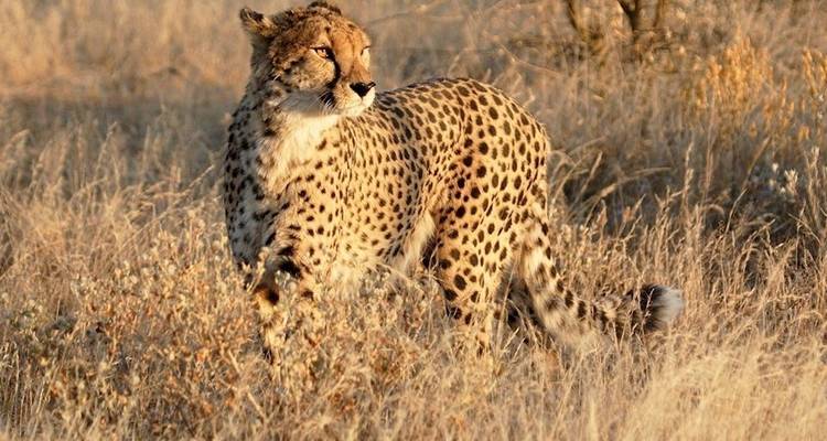 3 Days Etosha National Park | Private Guided Camping - Motema Tours and Safaris 4