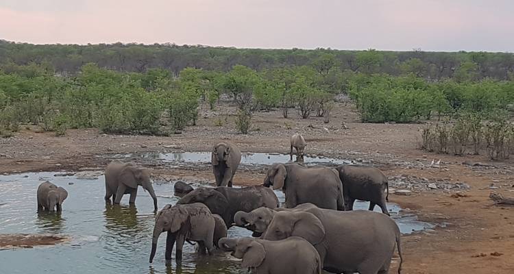 3 jours au parc national d'Etosha | Camping privé guidé - Motema Tours and Safaris 10