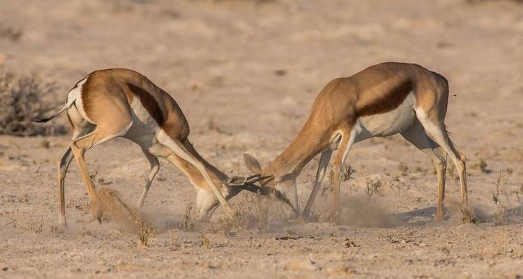 3 Days Etosha National Park | Private Guided Camping - Motema Tours and Safaris 9