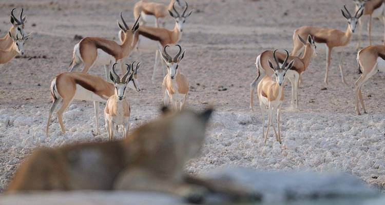 Troupeau de springboks observé par une lionne endormie.