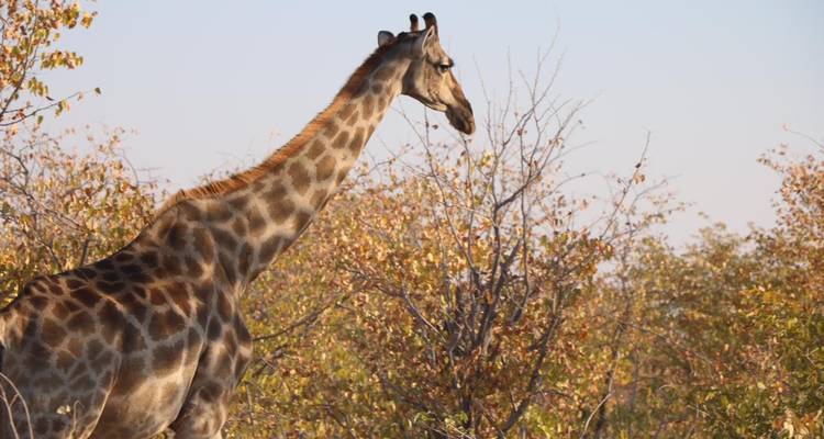 3 Days Etosha National Park | Private Guided Camping - Motema Tours and Safaris 8