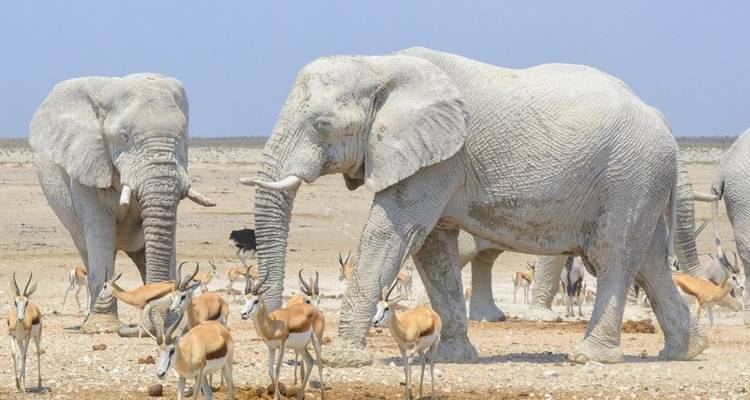 3 Days Etosha National Park | Private Guided Camping - Motema Tours and Safaris 6