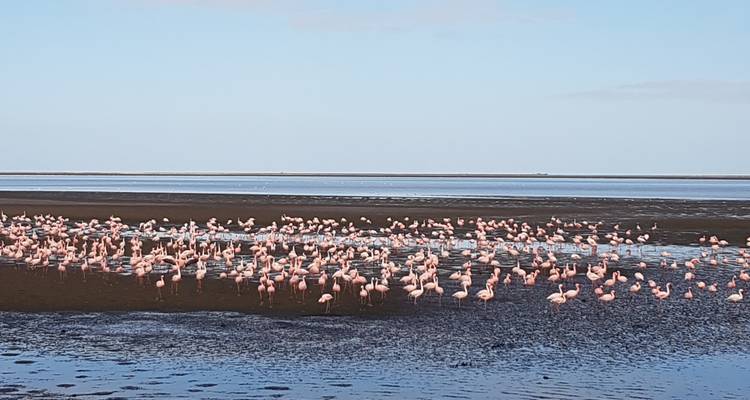 5 Days Sossusvlei and Swakopmund Adventure | Private Guided Camping - Motema Tours and Safaris 3