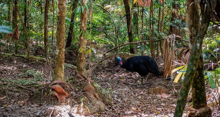 Explorador del Daintree en Queensland - Intrepid Travel 6