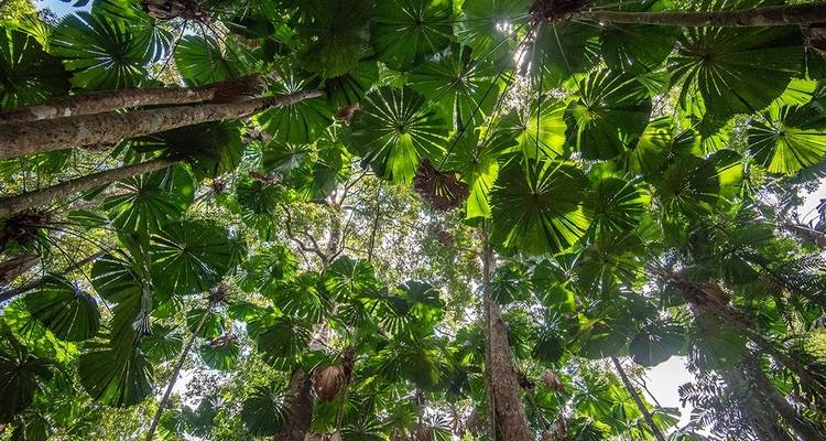 Explorador del Daintree en Queensland - Intrepid Travel 4