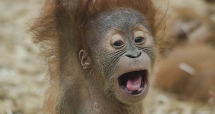 Expedición a Indonesia: Orangutanes de Kalimantan - Intrepid Travel 10