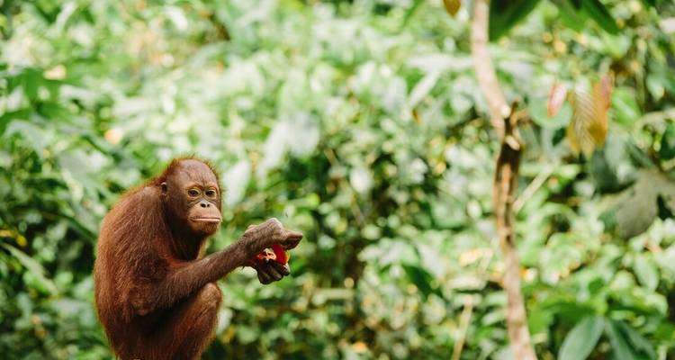 Expedición a Indonesia: Orangutanes de Kalimantan - Intrepid Travel 5