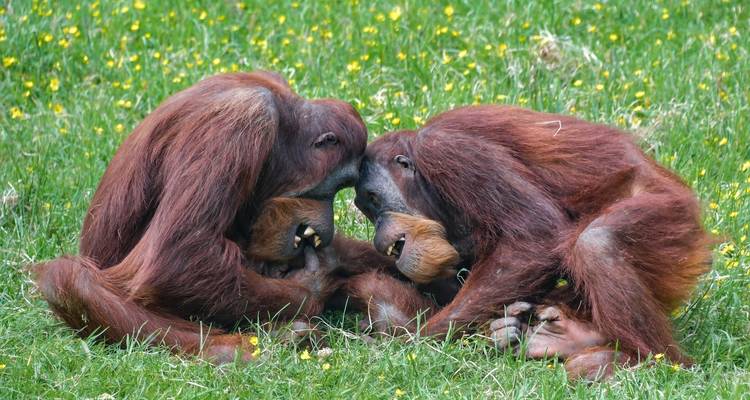Expedición a Indonesia: Orangutanes de Kalimantan - Intrepid Travel 9