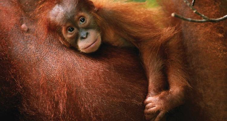 Expedición a Indonesia: Orangutanes de Kalimantan - Intrepid Travel 1