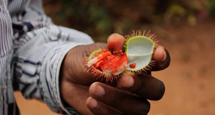 Primer plano de una mano sosteniendo una fruta espinuda abierta que muestra una pulpa roja brillante.