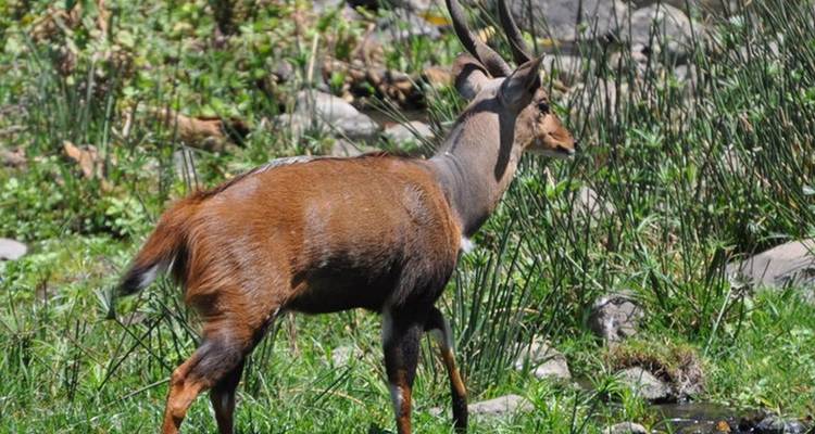 1 circuito privado de un día al Parque Nacional del lago Manyara - Safari Serengeti Booking 10