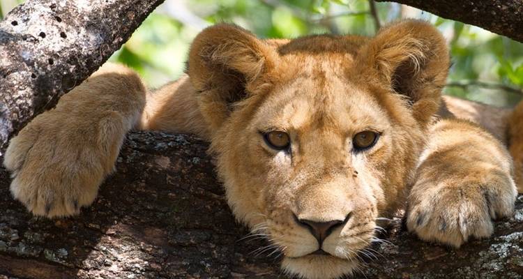 1 circuito privado de un día al Parque Nacional del lago Manyara - Safari Serengeti Booking 1