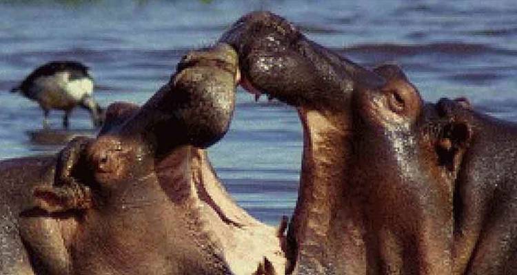 1 circuito privado de un día al Parque Nacional del lago Manyara - Safari Serengeti Booking 4