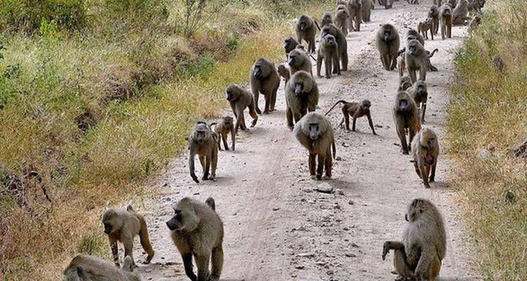 1 circuito privado de un día al Parque Nacional del lago Manyara - Safari Serengeti Booking 7