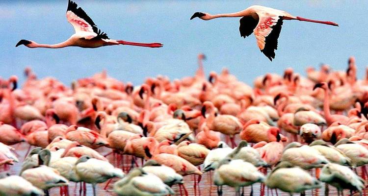 1 circuito privado de un día al Parque Nacional del lago Manyara - Safari Serengeti Booking 3