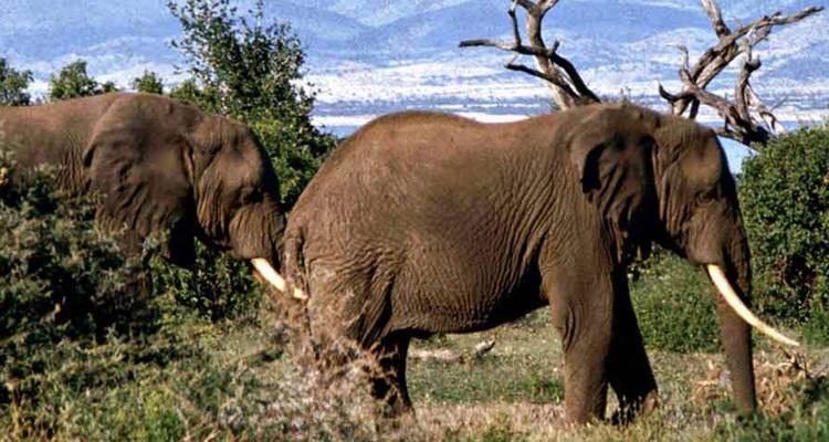 1 circuito privado de un día al Parque Nacional del lago Manyara - Safari Serengeti Booking 8