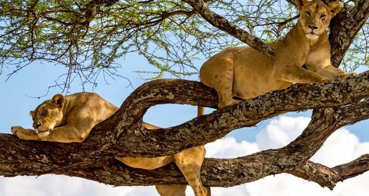 1 circuito privado de un día al Parque Nacional del lago Manyara - Safari Serengeti Booking 2