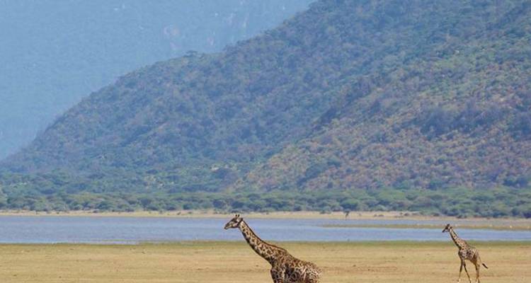 1 circuito privado de un día al Parque Nacional del lago Manyara - Safari Serengeti Booking 6