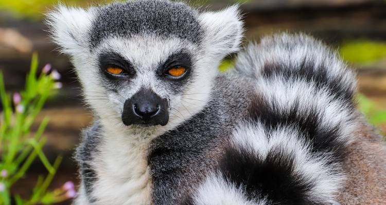 Madagascar splendide voyage à l'Est - Green Island Discovery 2