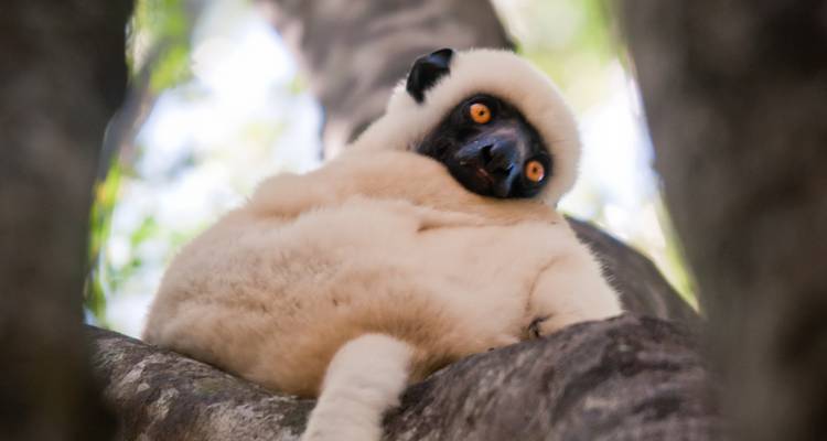 Madagascar splendide voyage à l'Est - Green Island Discovery 6
