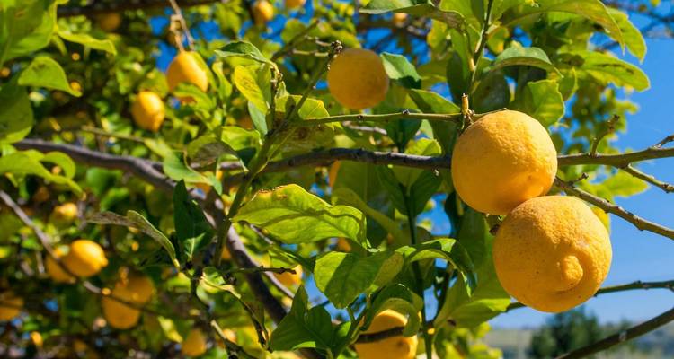 Bright yellow lemons on a tree branch with blue sky.