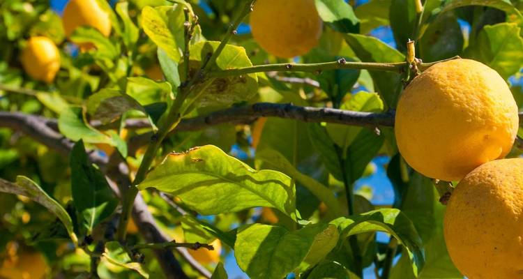 Gros plan de citrons jaunes mûrs suspendus à une branche feuillue sous un ciel bleu.