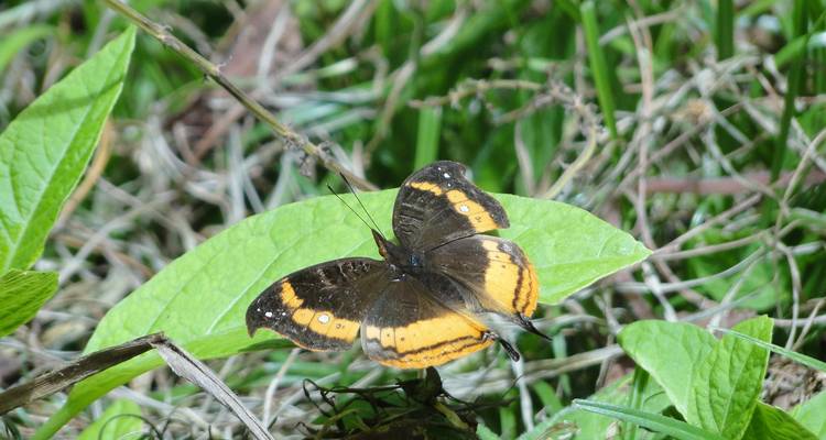 The Vanilla of Madagascar - Green Island Discovery 6