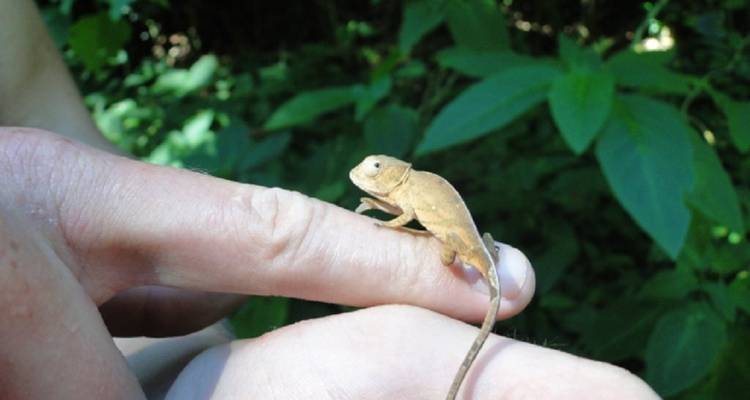 The Vanilla of Madagascar - Green Island Discovery 8