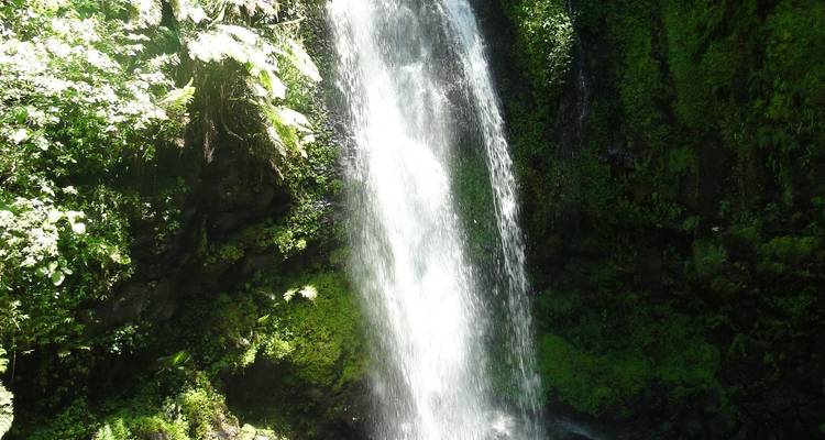The Vanilla of Madagascar - Green Island Discovery 10