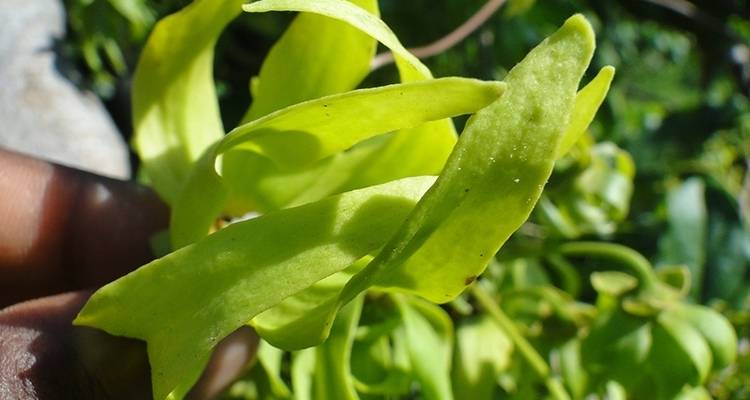 The Vanilla of Madagascar - Green Island Discovery 2