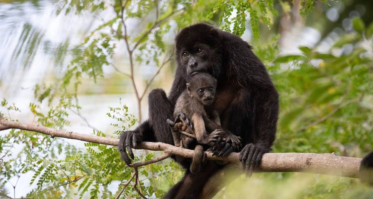 Mutter- und Babybrüllaffen auf einem Baumast in üppigem Wald sitzend