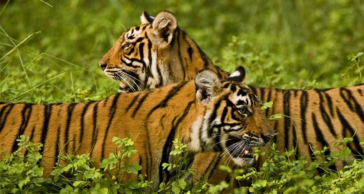 Pair of Bengal tigers prowling through lush green vegetation, one mid-roar.