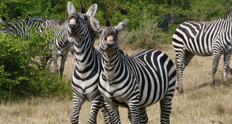 Gorilas, chimpancés y safaris - AfriVenture 7