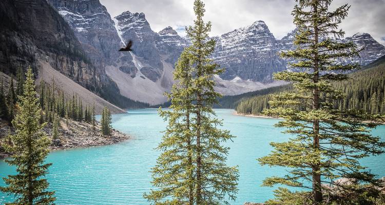 Athabasca - Lagos Moraine, Louise y Peyto - Moose Travel Network 2