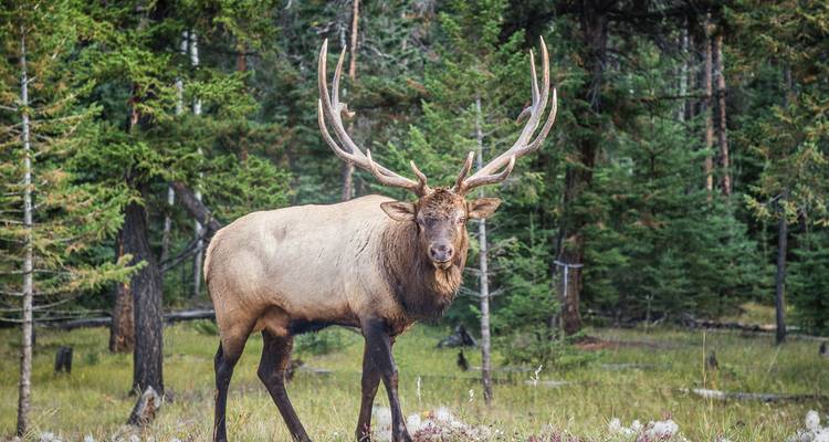 Roadrunner - Voyage au cœur des Rocheuses - Moose Travel Network 8