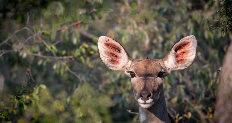 Afrique australe, de Johannesburg au Cap - 20 jours - Timeline Travel DMC 7