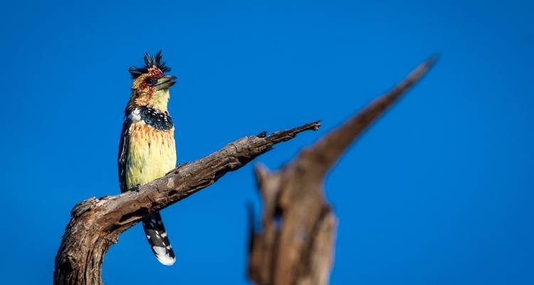 Afrique australe, de Johannesburg au Cap - 20 jours - Timeline Travel DMC 8