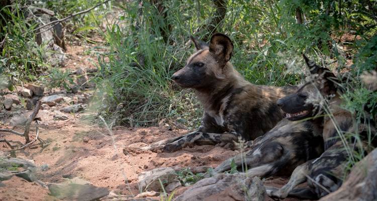 Afrique australe, de Johannesburg au Cap - 20 jours - Timeline Travel DMC 9