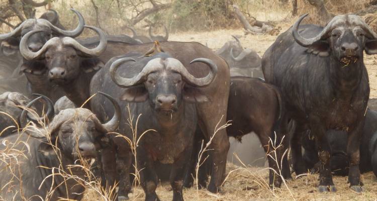 5 jours de vol dans le Selous - loin de tout et de tous - Adventure Makers Tanzania 1
