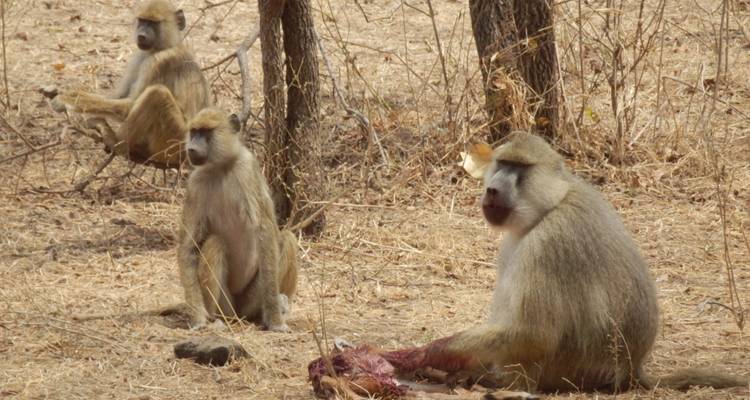 5 jours de vol dans le Selous - loin de tout et de tous - Adventure Makers Tanzania 10