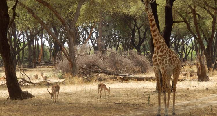 5 jours de vol dans le Selous - loin de tout et de tous - Adventure Makers Tanzania 2