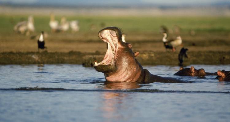 Hipopótamo con la boca abierta en el agua