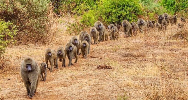Babuinos caminando en fila a través de la sabana seca