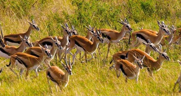 4 jours de safari ultime en Tanzanie - Serengeti African Tours 10