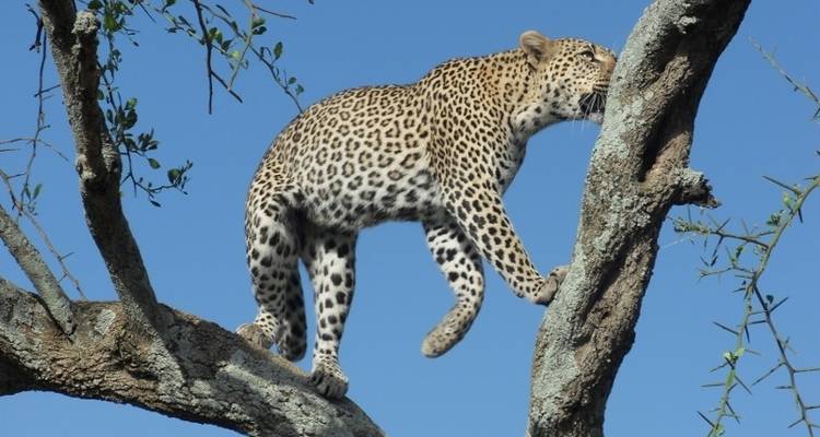 4 jours de safari ultime en Tanzanie - Serengeti African Tours 3