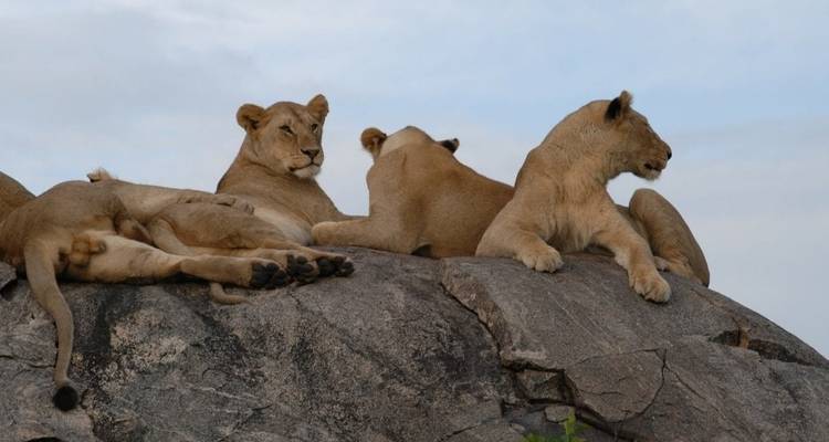4 jours de safari ultime en Tanzanie - Serengeti African Tours 1