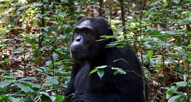 Masai mara y aventura con gorilas - G Adventures 3